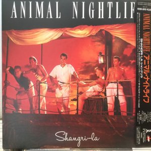 画像1: Animal Nightlife / Shangri-La