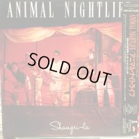 Animal Nightlife / Shangri-La